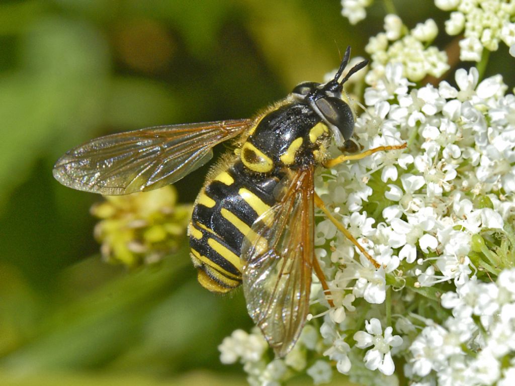 Un Sirfide piuttosto panciuto - da ID: Chrysotoxum cautum